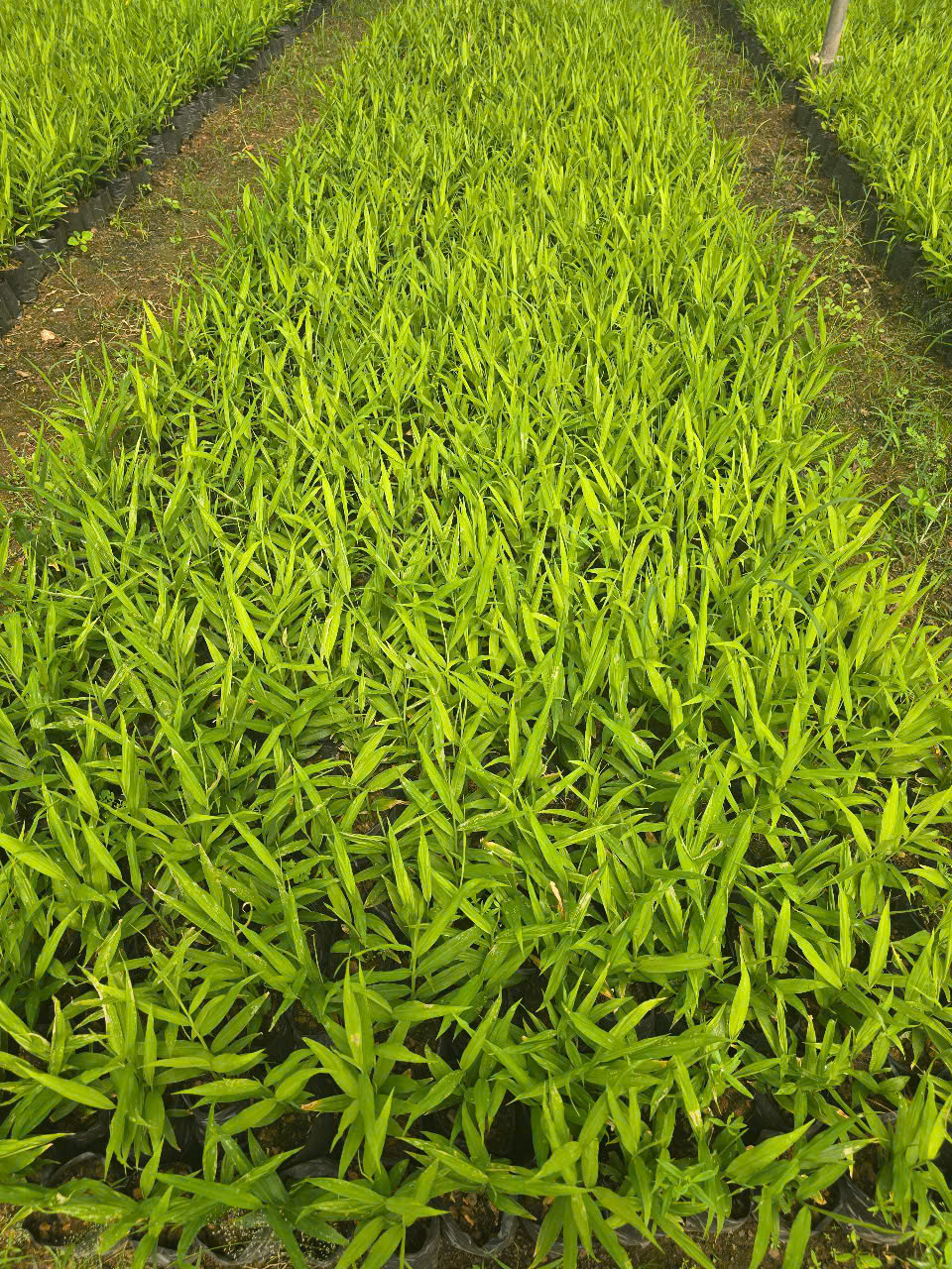 Giống cây gừng trâu vàng