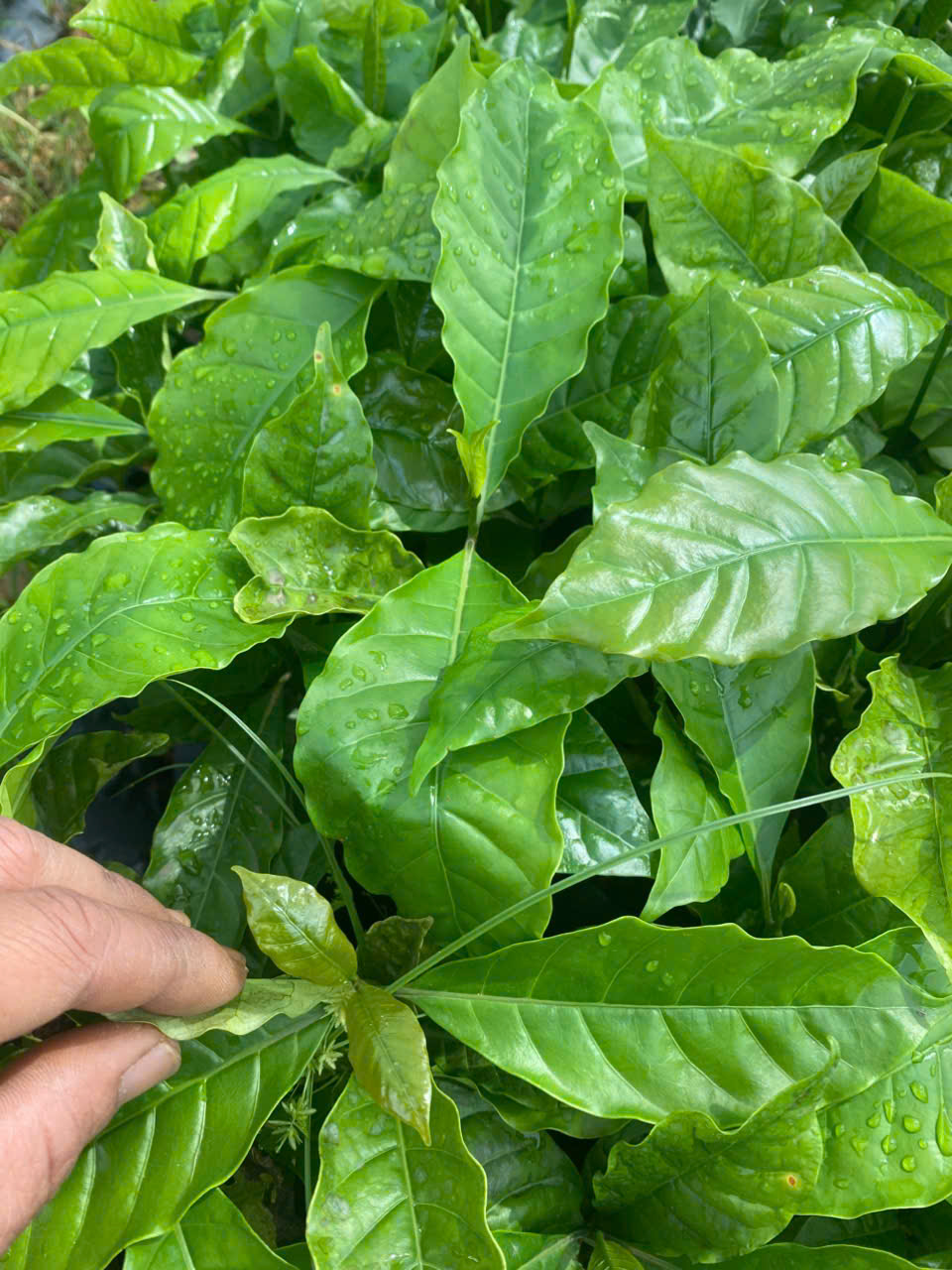 Cây giống cà phê THA1– “Ngôi sao” Arabica chất lượng