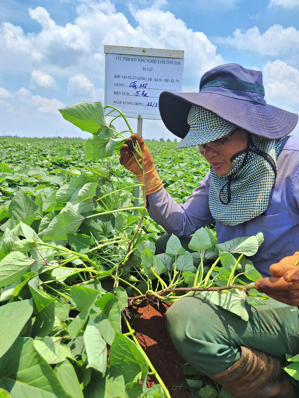 Cây giống Khoai lang DH-KL79